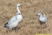 snow and Ross's geese